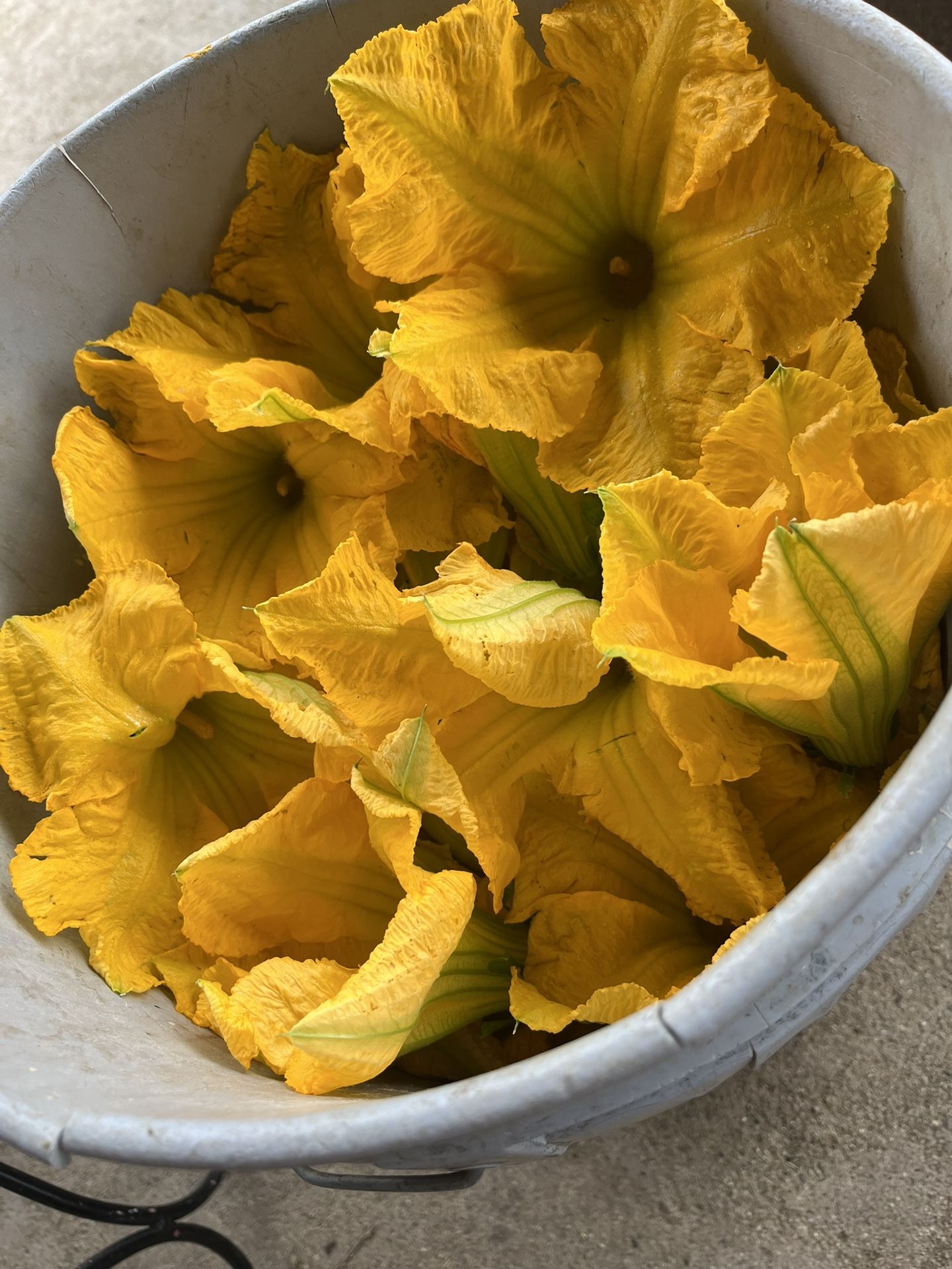 Flor De Calabaza 10 Flores Pie $1