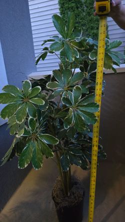 Artificial plant- 45 inches