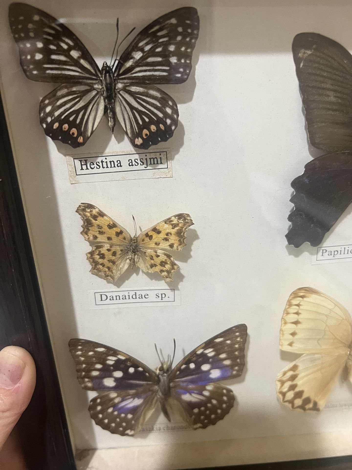 Butterfly Dried. Square Wood Framed Wall