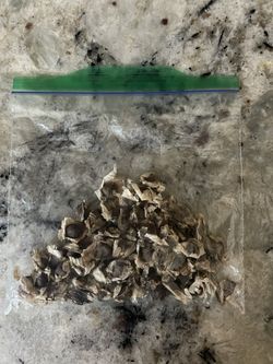 Moringa