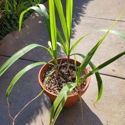 Purple Sugar Cane