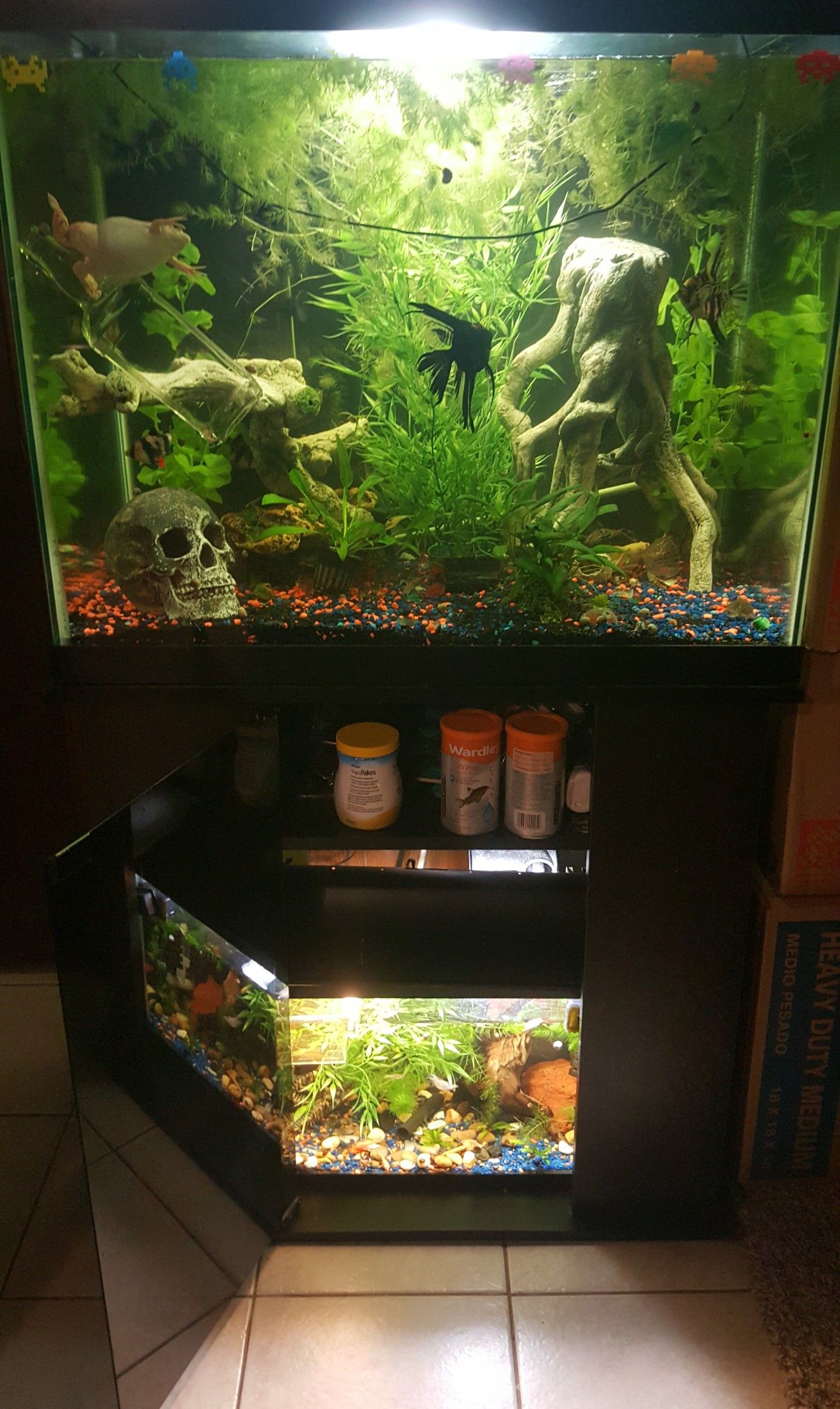 56 gallon column aquarium