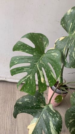 Monstera Thai constellation