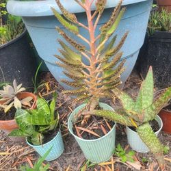 Plants 