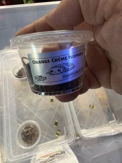 Orange Crème Isopod Cups! Show Special!