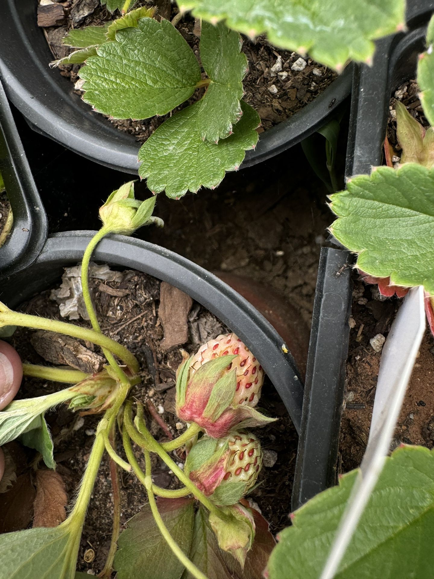 Strawberry Plants