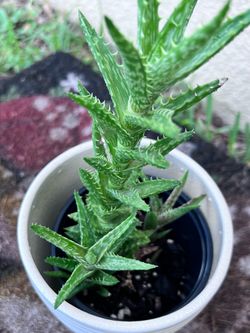 Tiger tooth Plant in Pot