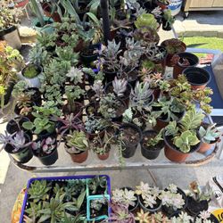 Succulents For Sale!