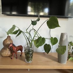 Monstera Plant