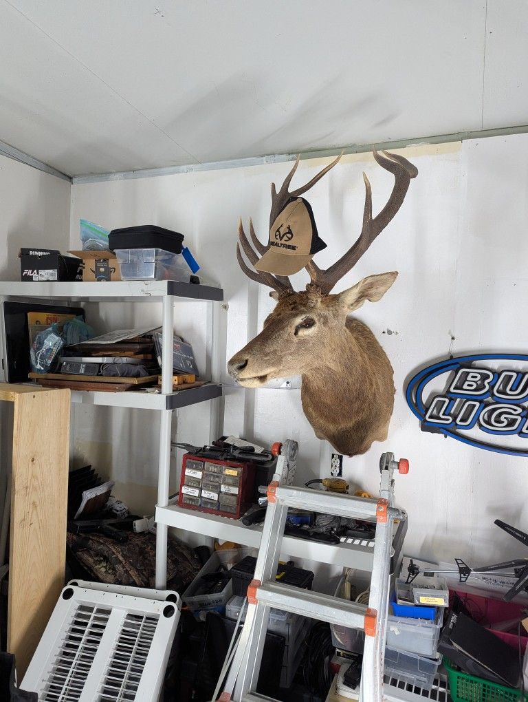 Taxidermist Elk Head.
