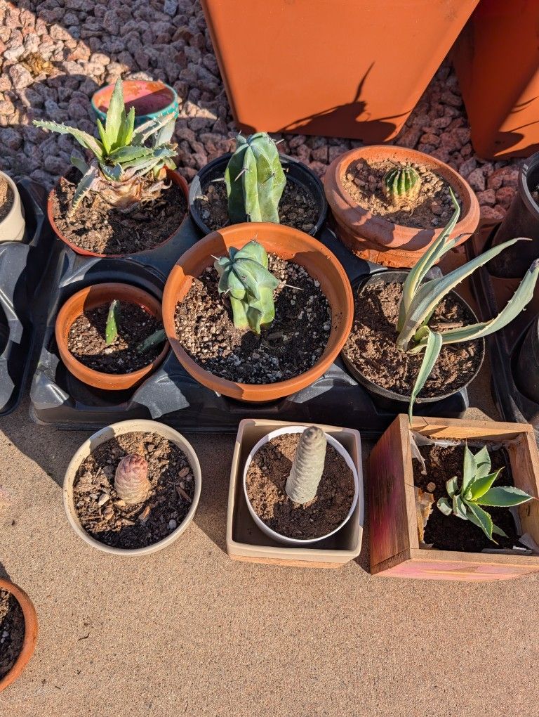 Cacti And Succulents $5.00