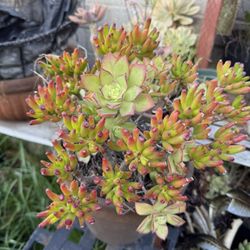 Succulents In terracotta clay planter $8