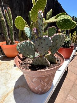 Cactus plant