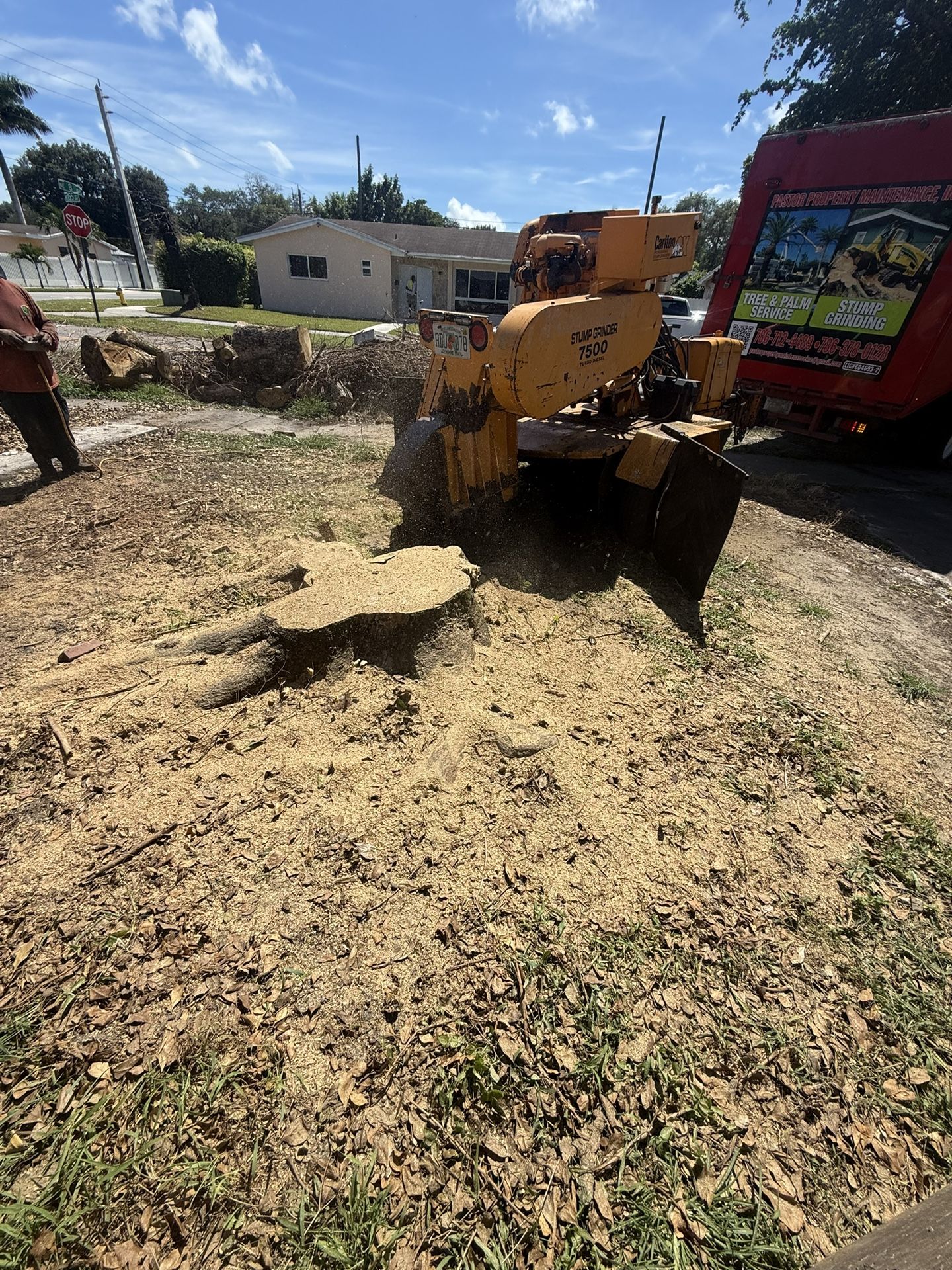 Stumps Removed Molemos Troncos Y Raises 