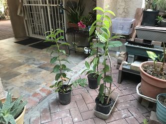 Ćrbol De Guayaba Amarilla 3X$45