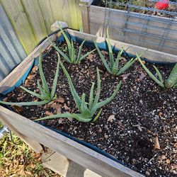 Aloe Vera Plants