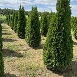 Privacy Tree Sale FREE DELIVERY! Emerald Green & Green Giants 
