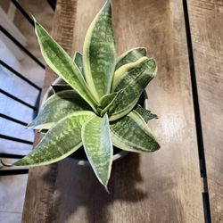 Real Snake Plant Potted In Gray Ceramic Pot - Cute :)