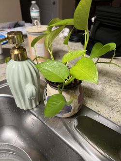 Plant