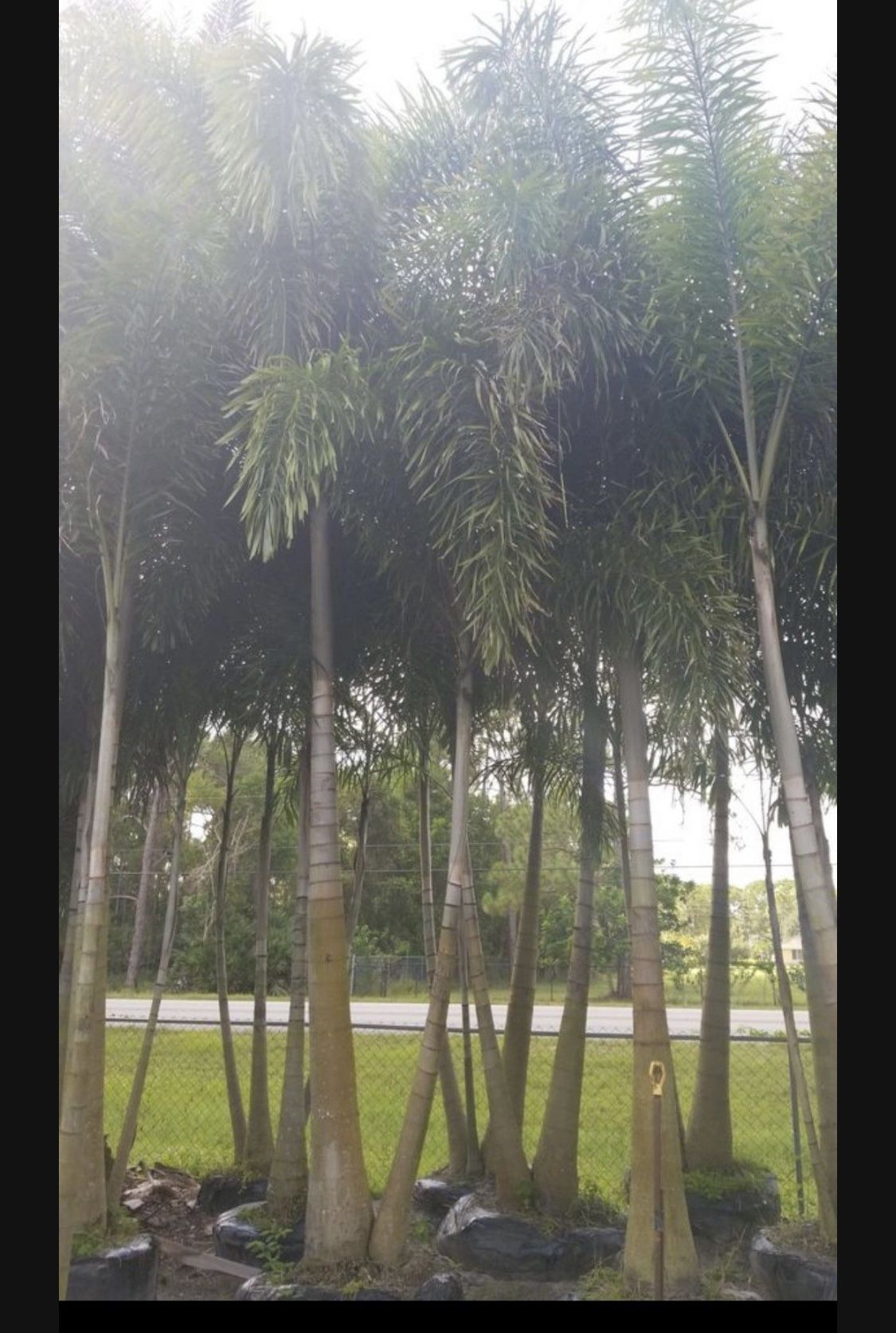 Palm Tree ( Delivery And Install Included )