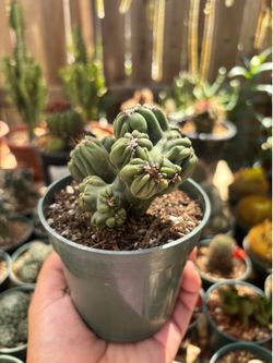 Ming thing cactus  🌵