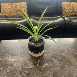 Spider plant