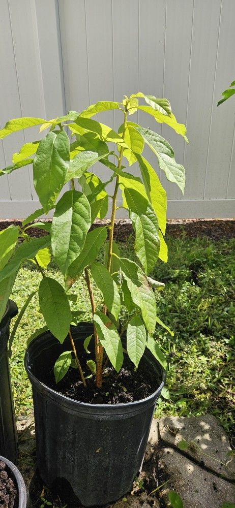 Avocado Tree 
