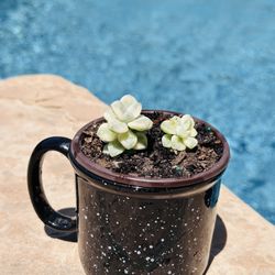 Sedum Variegated Clavatum single head - Rare Succulents