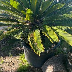 Palm Tree