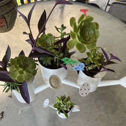 Succulent Planters
