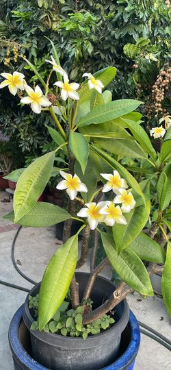 Frangipani Plant. Yellow Color. (  OBO.  )