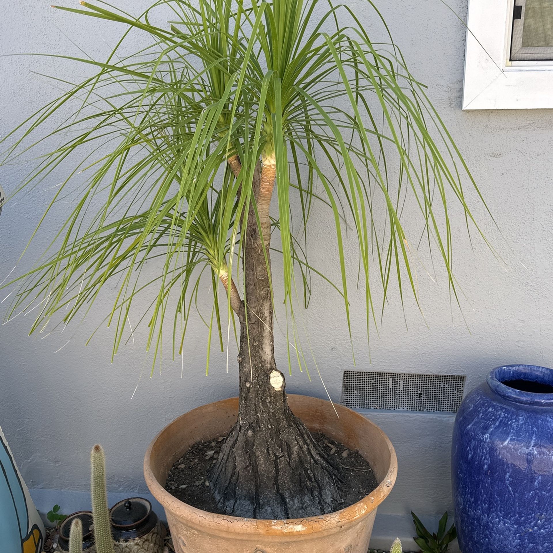 tall cactus indoor plant Buy Large Natural Looking Artificial Cactus Plant – NCYPgarden