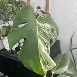 Monstera Albo