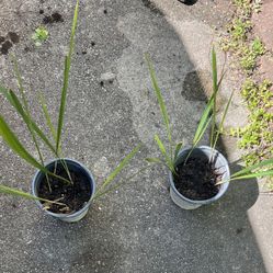 Cold Hardy Sabal Minor Palm Tree Plant Sale W/ Freebies (pls Read Below)
