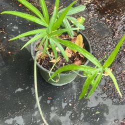 Amydrium Hard To Find Rare Plant