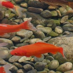 Large 10” Goldfish $10each
