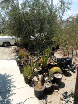 Desert 🏝️🏜️ Plants For Sale