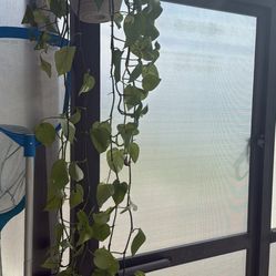 Healthy Pothos plant