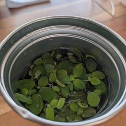 FREE  Dwarf Water Lettuce Aquatic Plant 