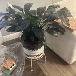 Peace Lily /Spathiphyllum Wallissii/ Home And Garden Decor / House Plant/ Pot Included