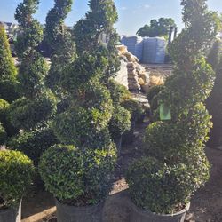 TOPIARIES SPIRAL 7GALLONS 