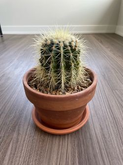 Small cactus - $20