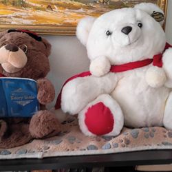 🧸 Bears Teddy New  