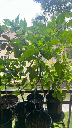 Hybrid Peppers For Sale