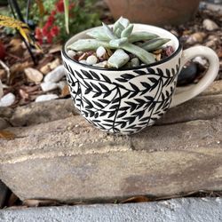 Succulent In A Mug
