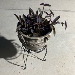 Beautiful Plant For Outside 