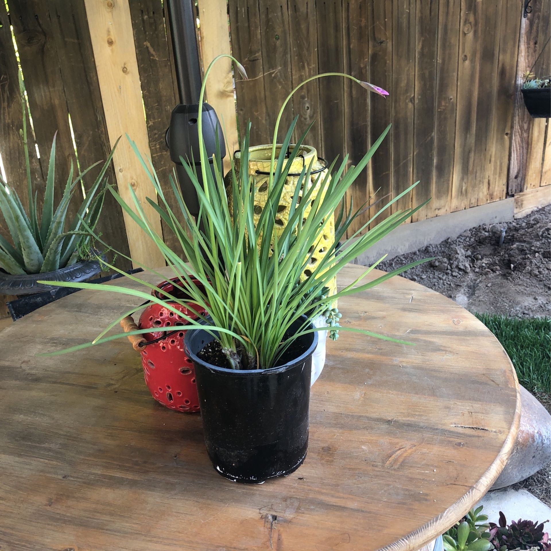 Beautiful Society Garlic Plant