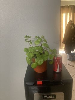 Swedish Ivy Or Millionaire Plant.