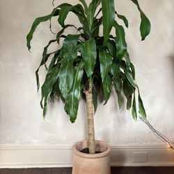 Large Palm Tree In Pot 