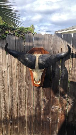 Taxidermy African Cape Buffalo Horns and Skull